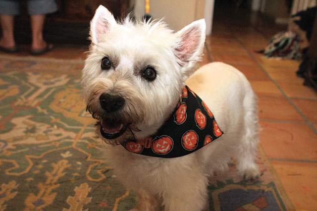 AF resident helps others with Halloween fun